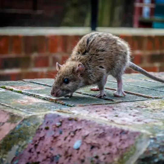 Controle de pragas urbanas ratos